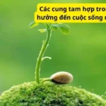 Các cung tam hợp trong tử vi ảnh hưởng đến cuộc sống như thế nào?