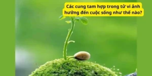 Các cung tam hợp trong tử vi ảnh hưởng đến cuộc sống như thế nào?