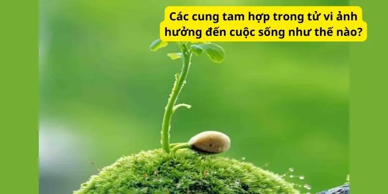 Các cung tam hợp trong tử vi ảnh hưởng đến cuộc sống như thế nào?