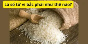 Lá số tử vi bắc phái như thế nào?