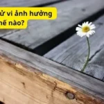 Các giờ trong tử vi ảnh hưởng như thế nào?